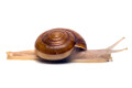 Cryptozona siamensis Thailand type 1 adult
